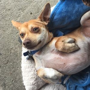 Meet your Posher, Yuli